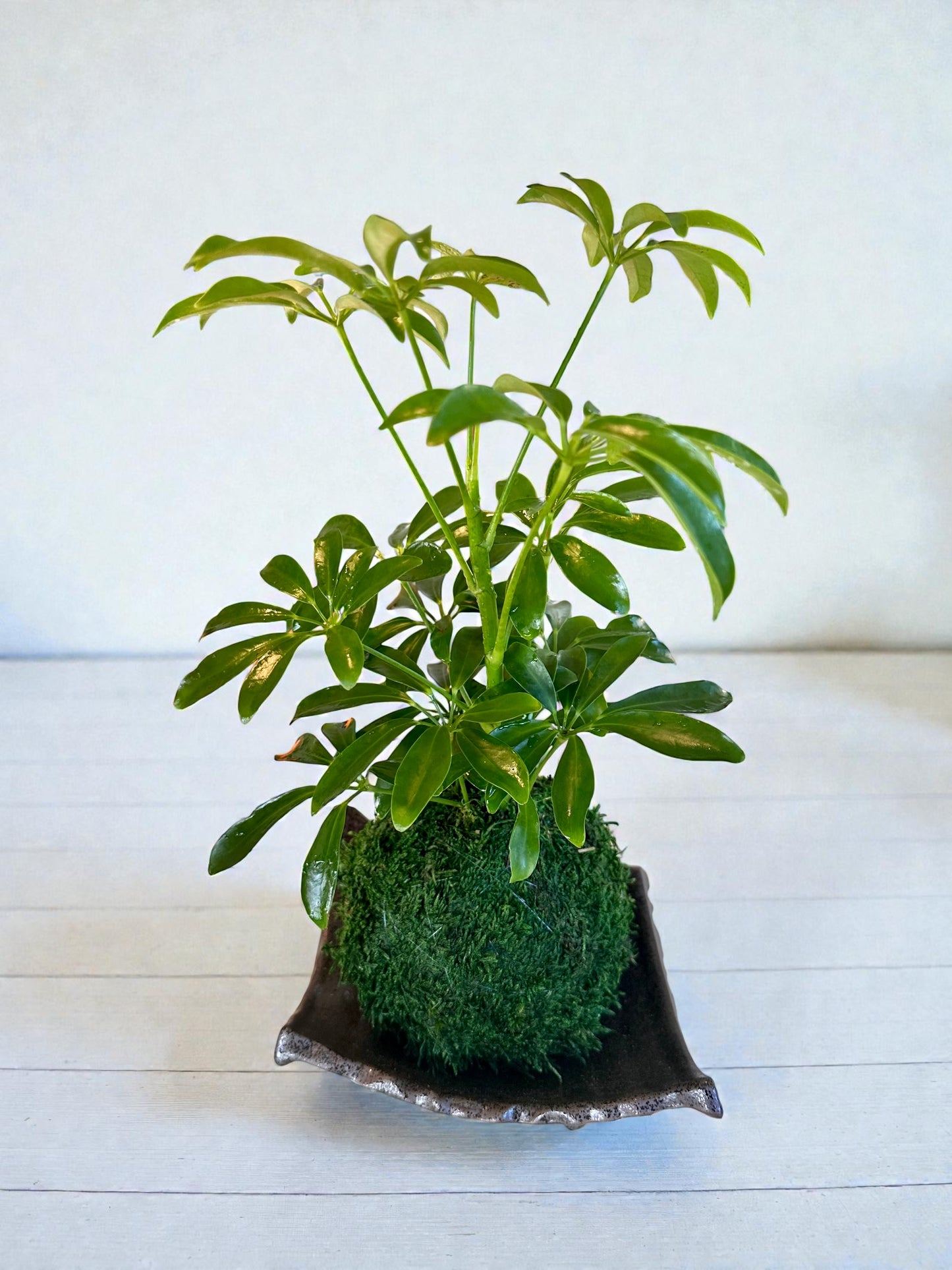Schefflera Kokedama - Moss ball, Japanese Traditional Garden Technique