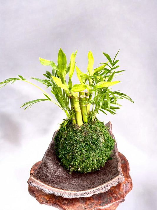 Lucky bamboo arranged with paler palm Kokedama