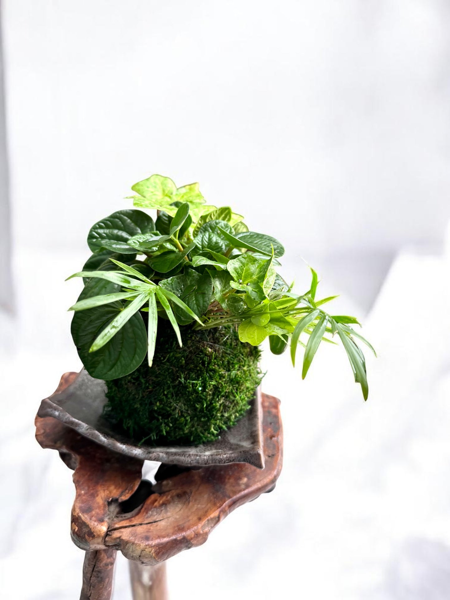 Ripple peperomia arranged Kokedama , Japanese traditional indoor moss ball garden