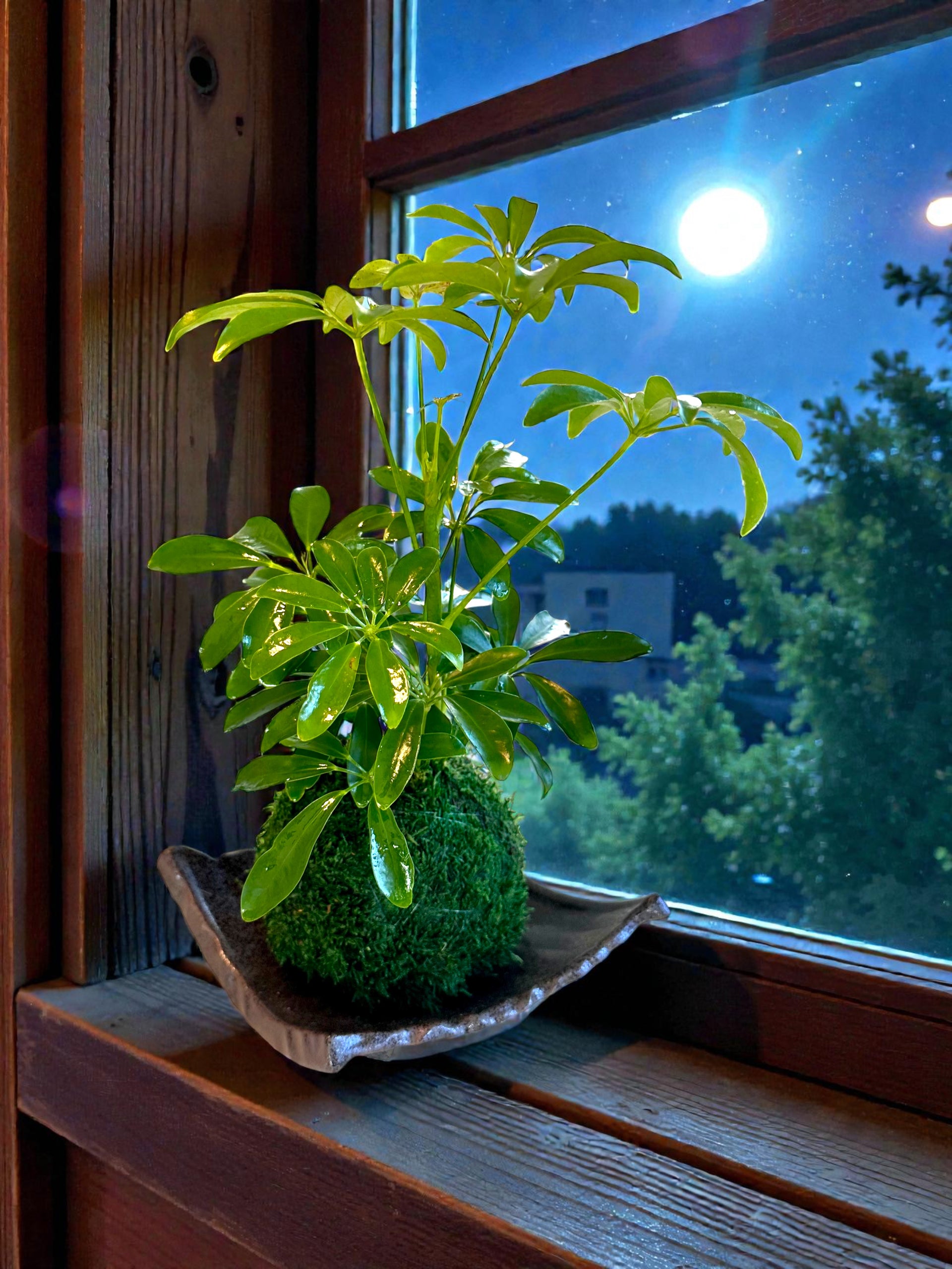schefflera arboricola compacta houseplant on moss pole 80cm tall Schefflera Kokedama