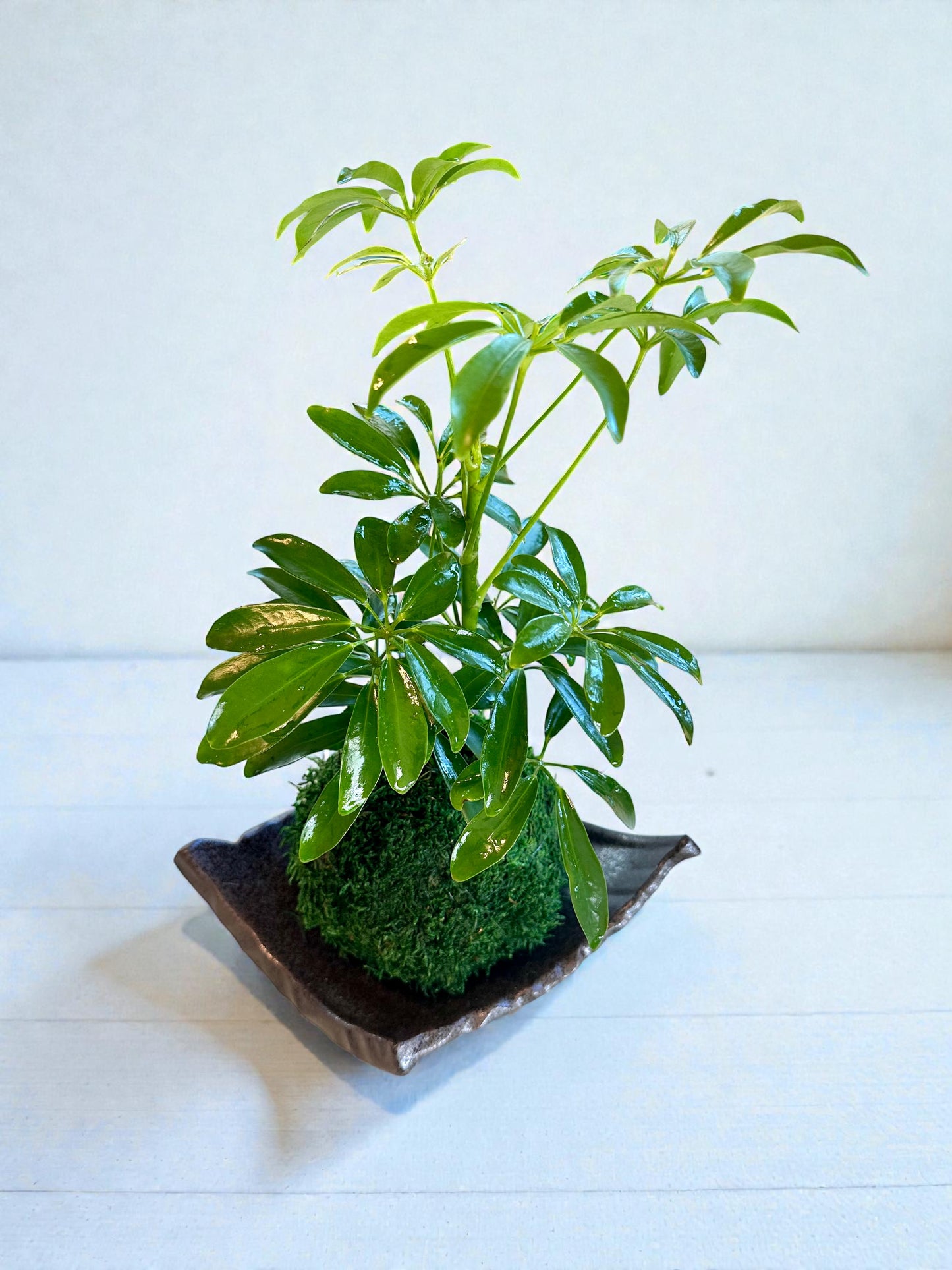 Schefflera Kokedama - Moss ball, Japanese Traditional Garden Technique