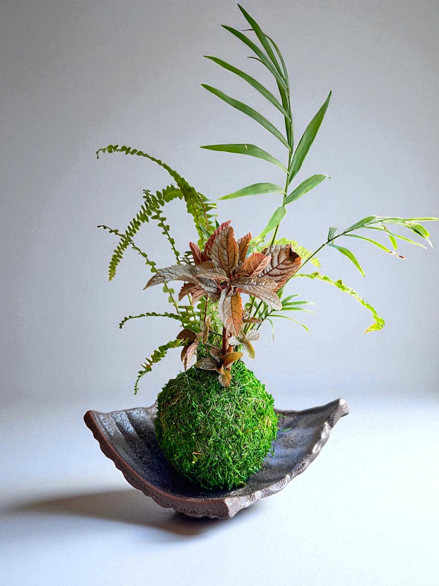 Arranged Kokedama with Silver Cloud Friendship Plant-Pilea pubescens liebmannii. Japanese traditional indoor moss ball garden