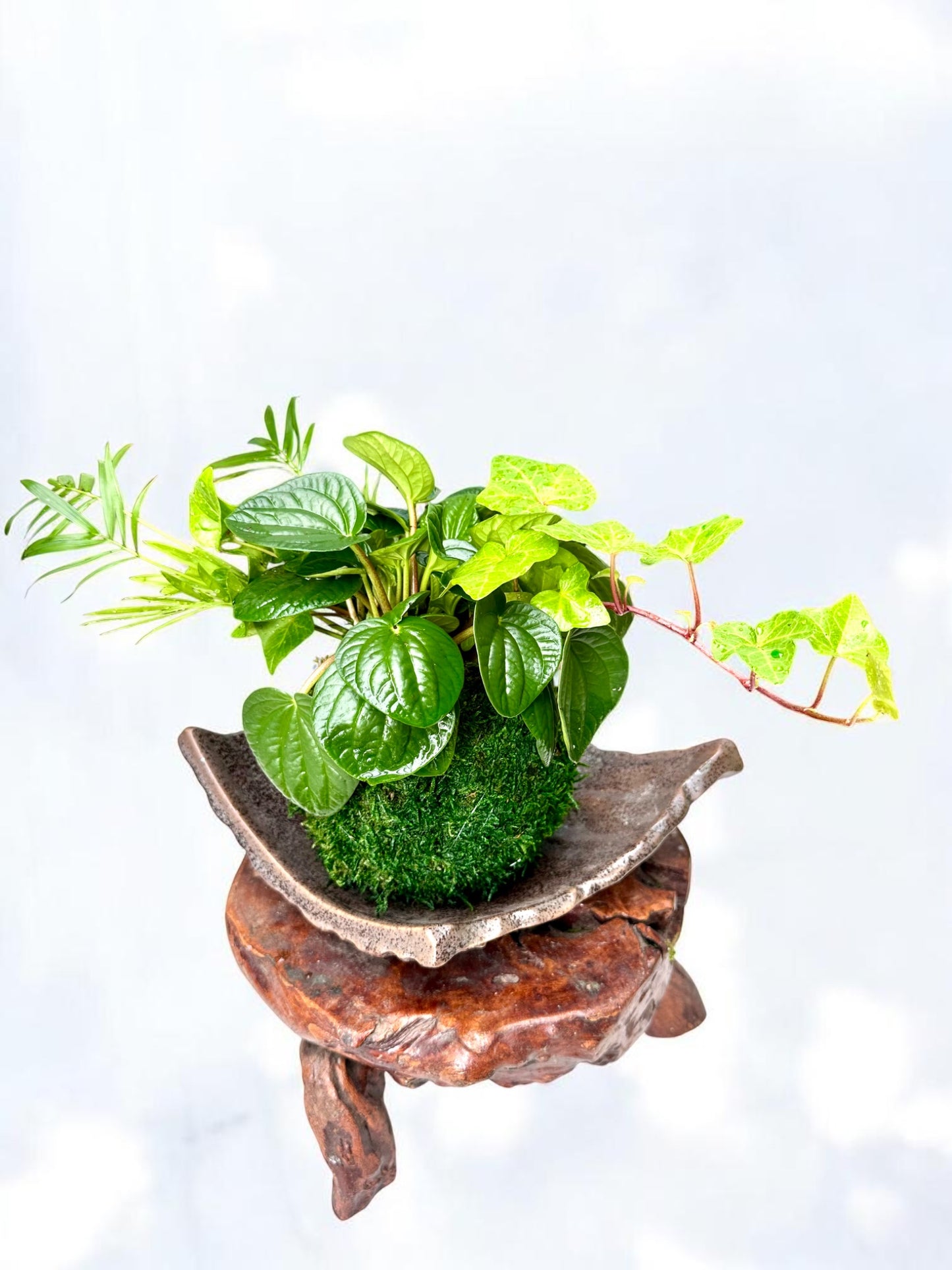 Ripple peperomia arranged Kokedama , Japanese traditional indoor moss ball garden