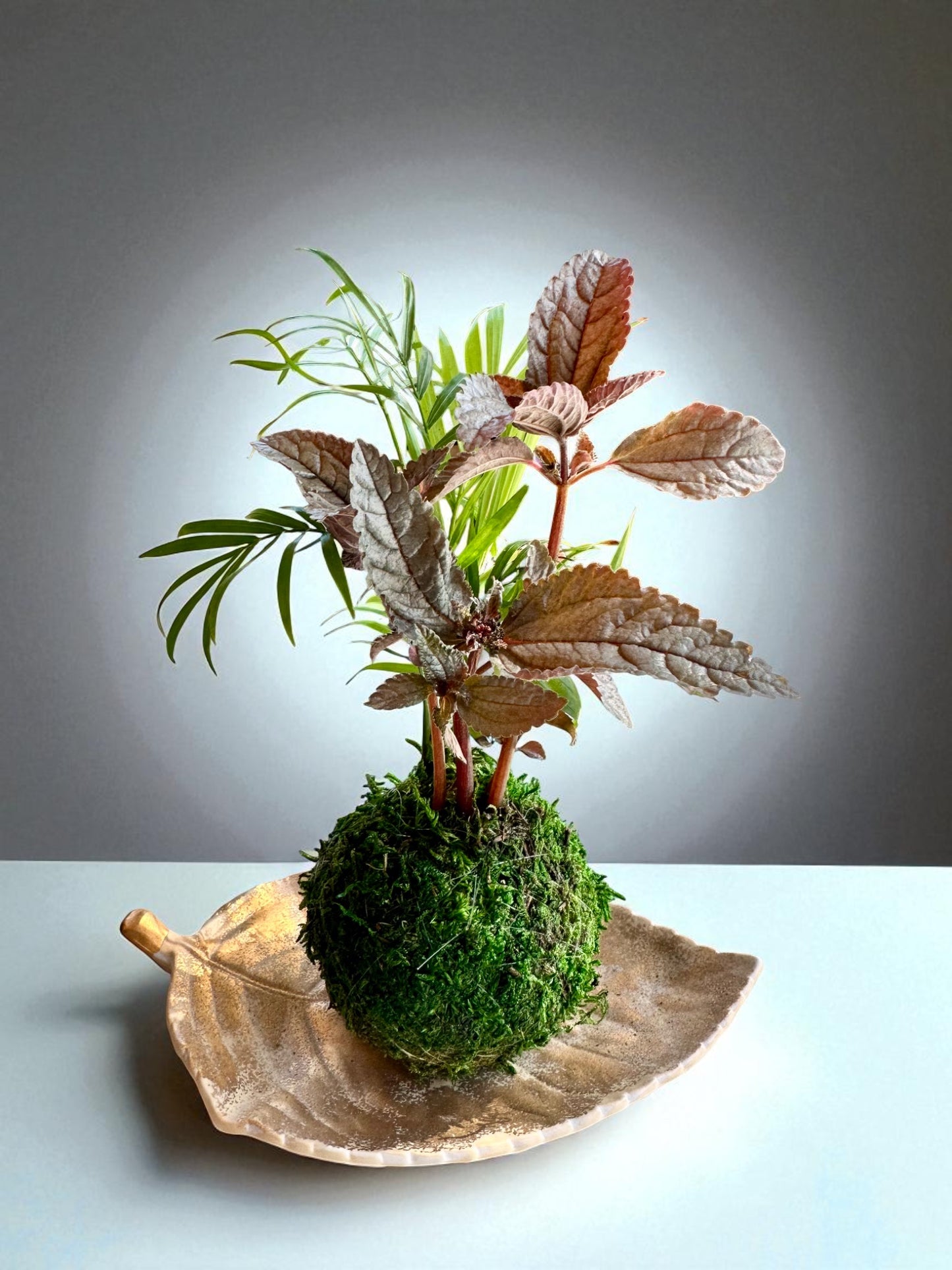 Arranged Kokedama with Silver Cloud Friendship Plant-Pilea pubescens liebmannii. Japanese traditional indoor moss ball garden