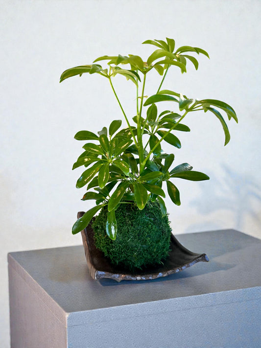 Schefflera Kokedama - Moss ball, Japanese Traditional Garden Technique