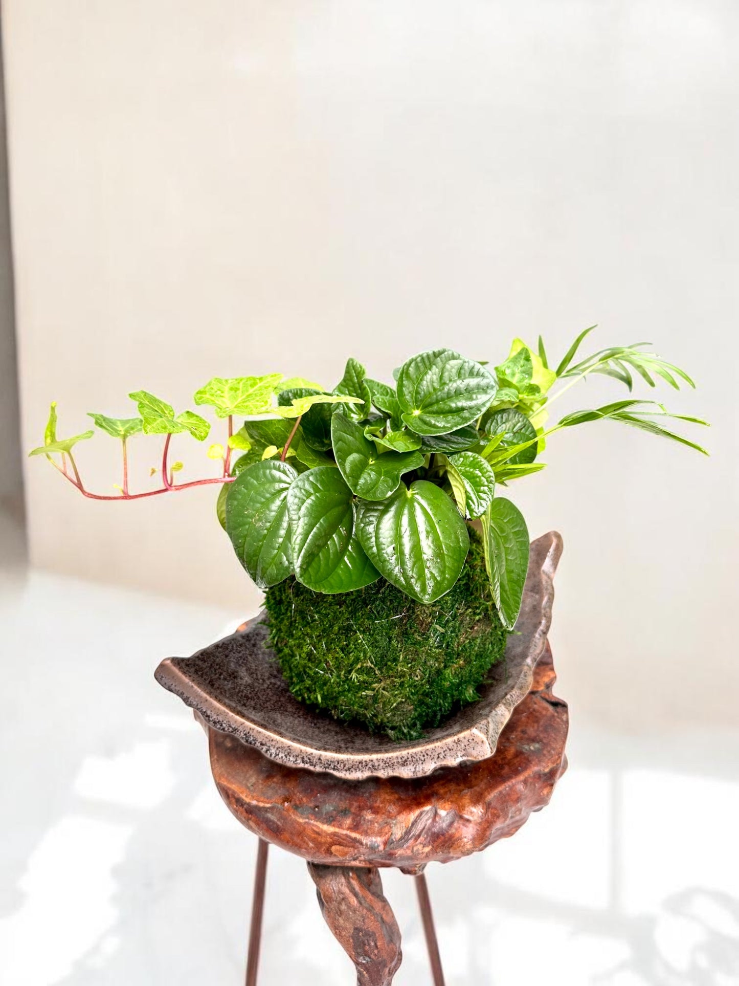 Ripple peperomia arranged Kokedama , Japanese traditional indoor moss ball garden