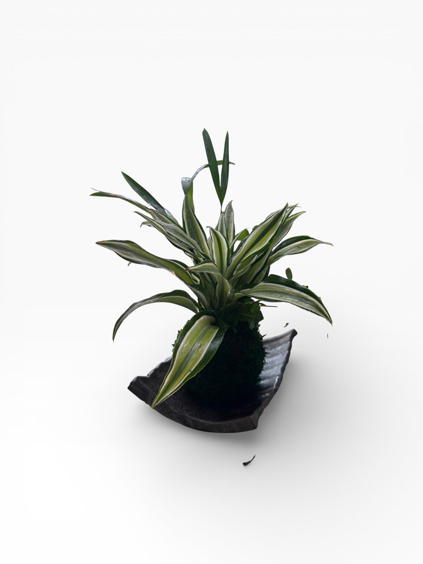Dracaena deremensis 'Warneckii' arranged Kokedama