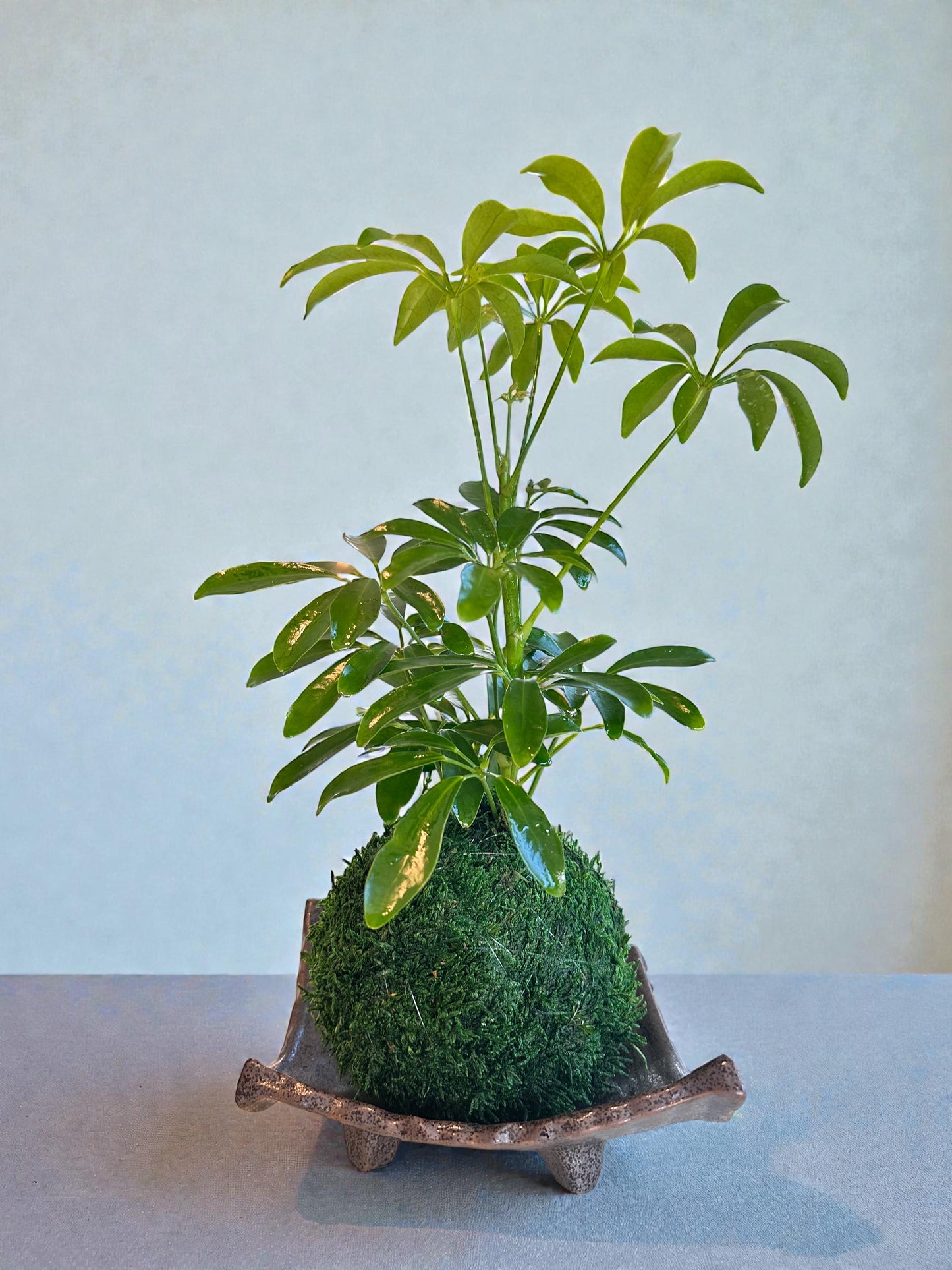 Schefflera Kokedama - Moss ball, Japanese Traditional Garden Technique