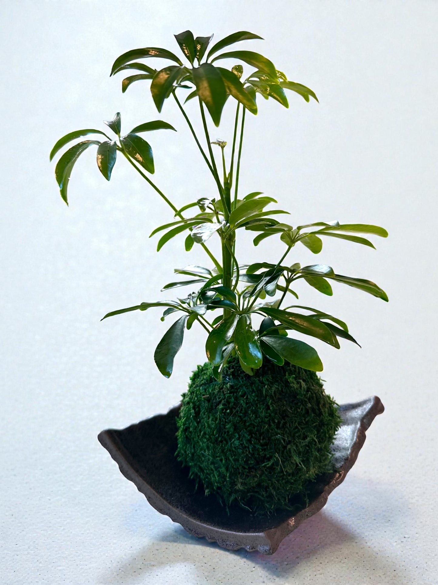 Schefflera Kokedama - Moss ball, Japanese Traditional Garden Technique