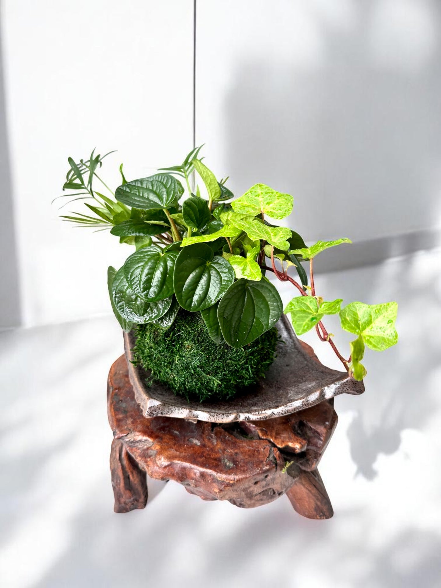 Ripple peperomia arranged Kokedama , Japanese traditional indoor moss ball garden