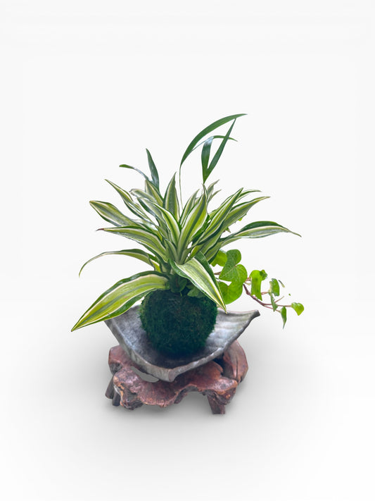 Dracaena deremensis 'Warneckii' arranged Kokedama