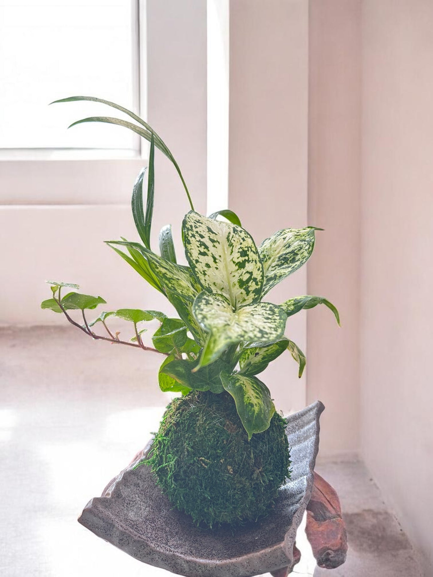 Dieffenbachia Camile arranged kokedama, mossball, Japanese traditional indoor garden technique.