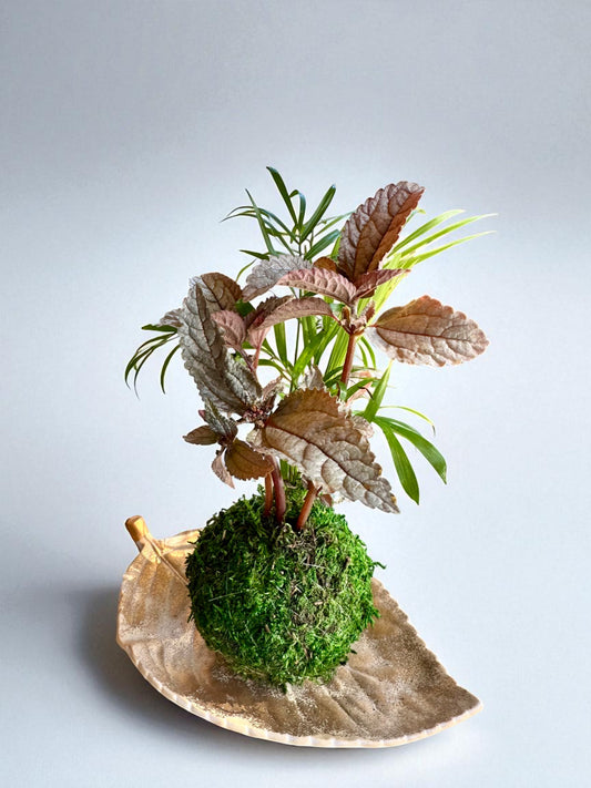 Arranged Kokedama with Silver Cloud Friendship Plant-Pilea pubescens liebmannii. Japanese traditional indoor moss ball garden