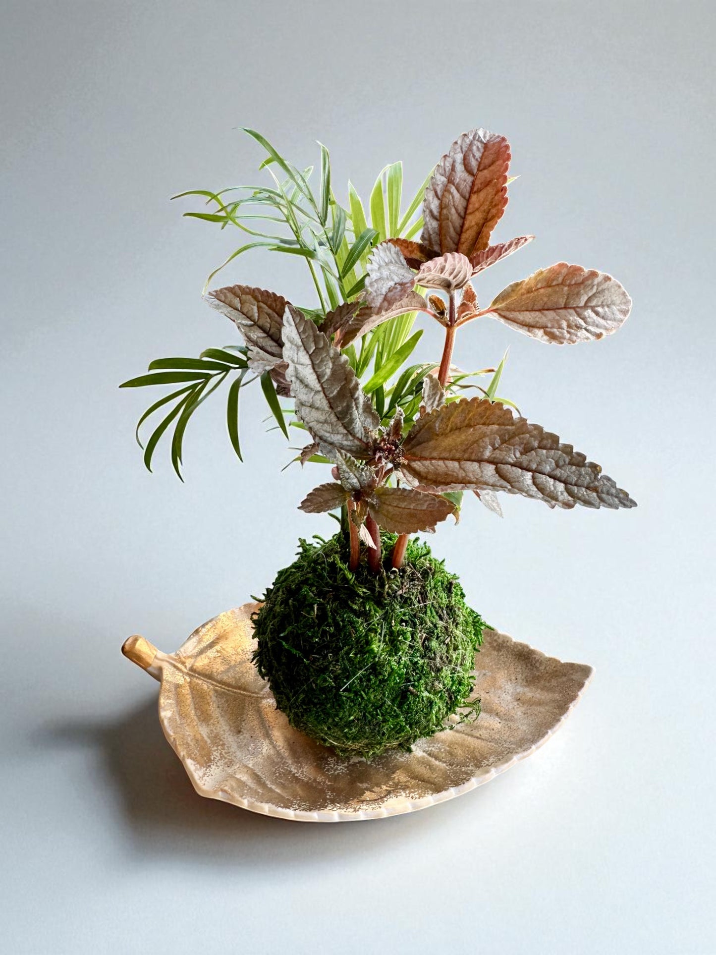 Arranged Kokedama with Silver Cloud Friendship Plant-Pilea pubescens liebmannii. Japanese traditional indoor moss ball garden