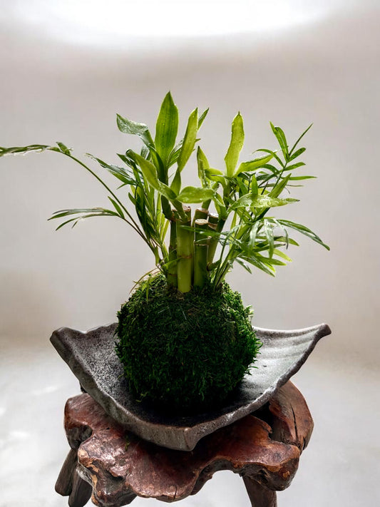 Lucky bamboo arranged with paler palm Kokedama