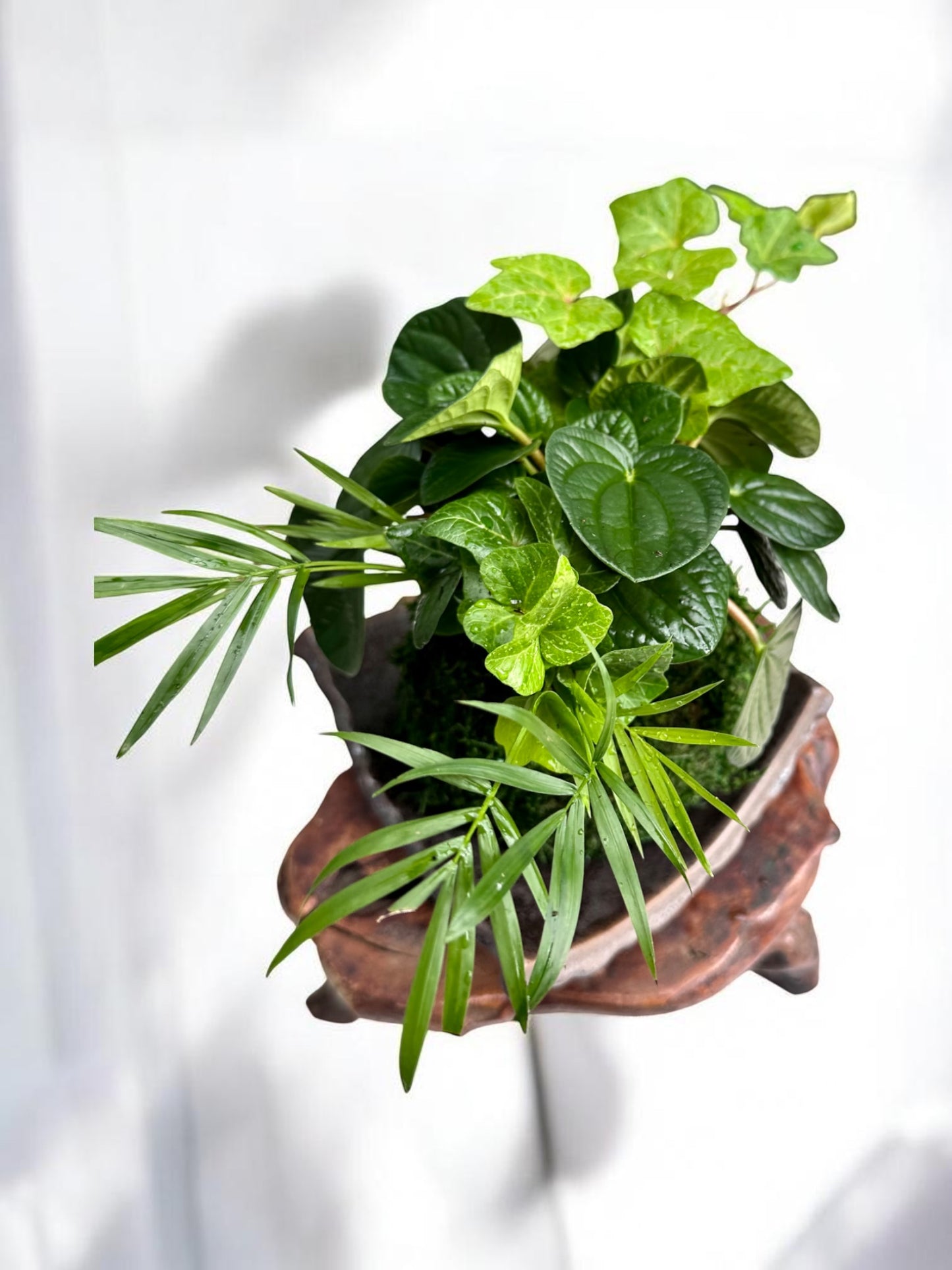Ripple peperomia arranged Kokedama , Japanese traditional indoor moss ball garden