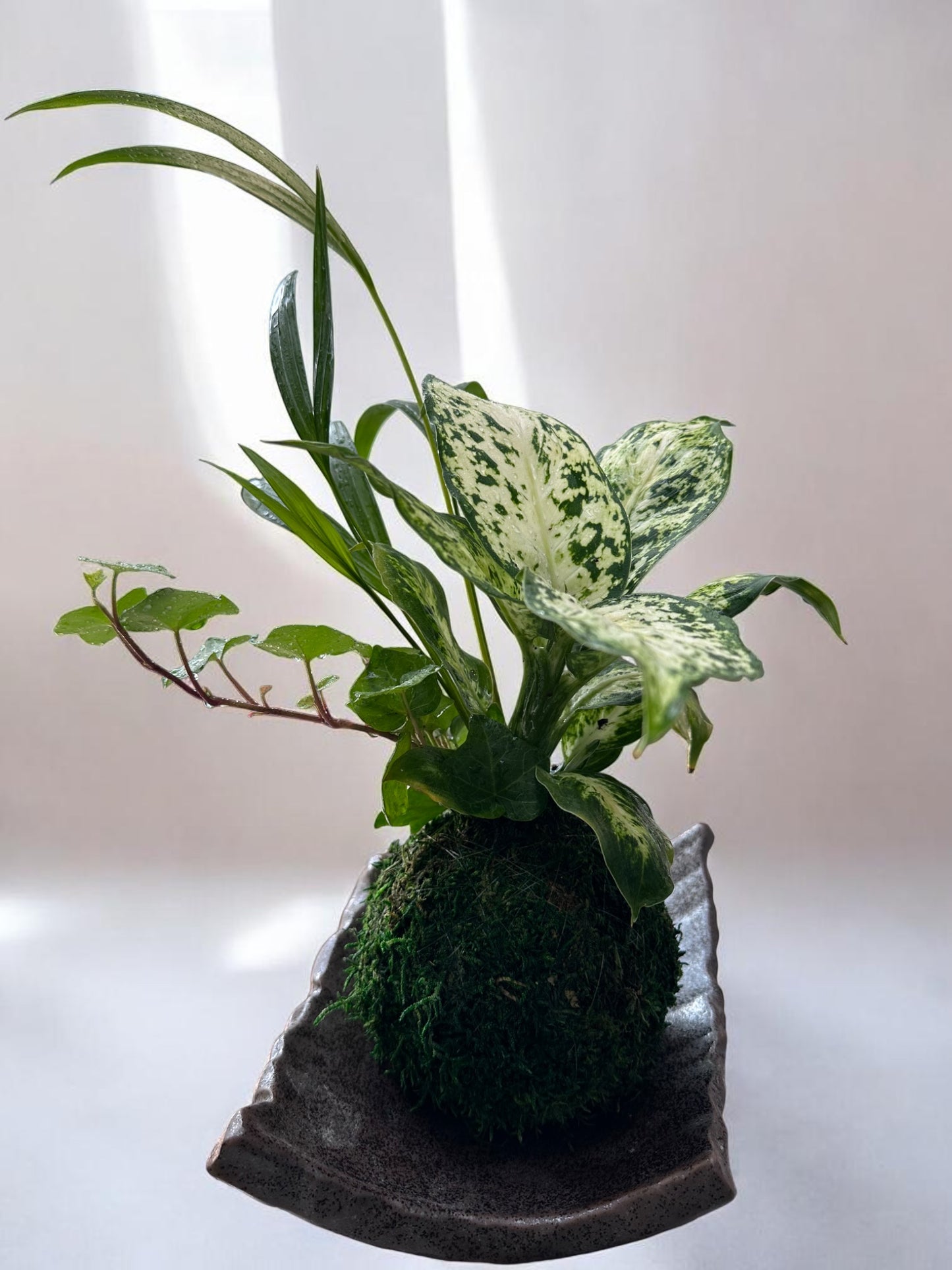 Dieffenbachia Camile arranged kokedama, mossball, Japanese traditional indoor garden technique.
