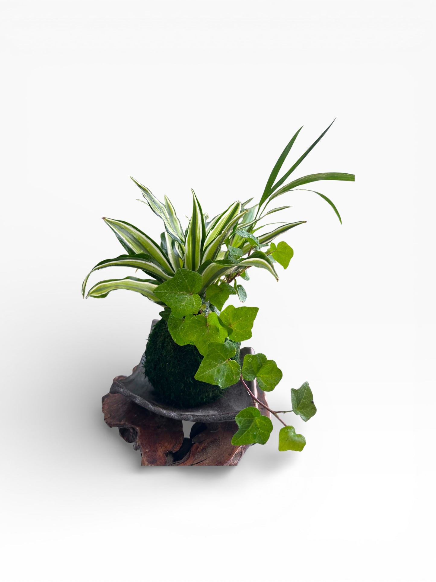 Dracaena deremensis 'Warneckii' arranged Kokedama