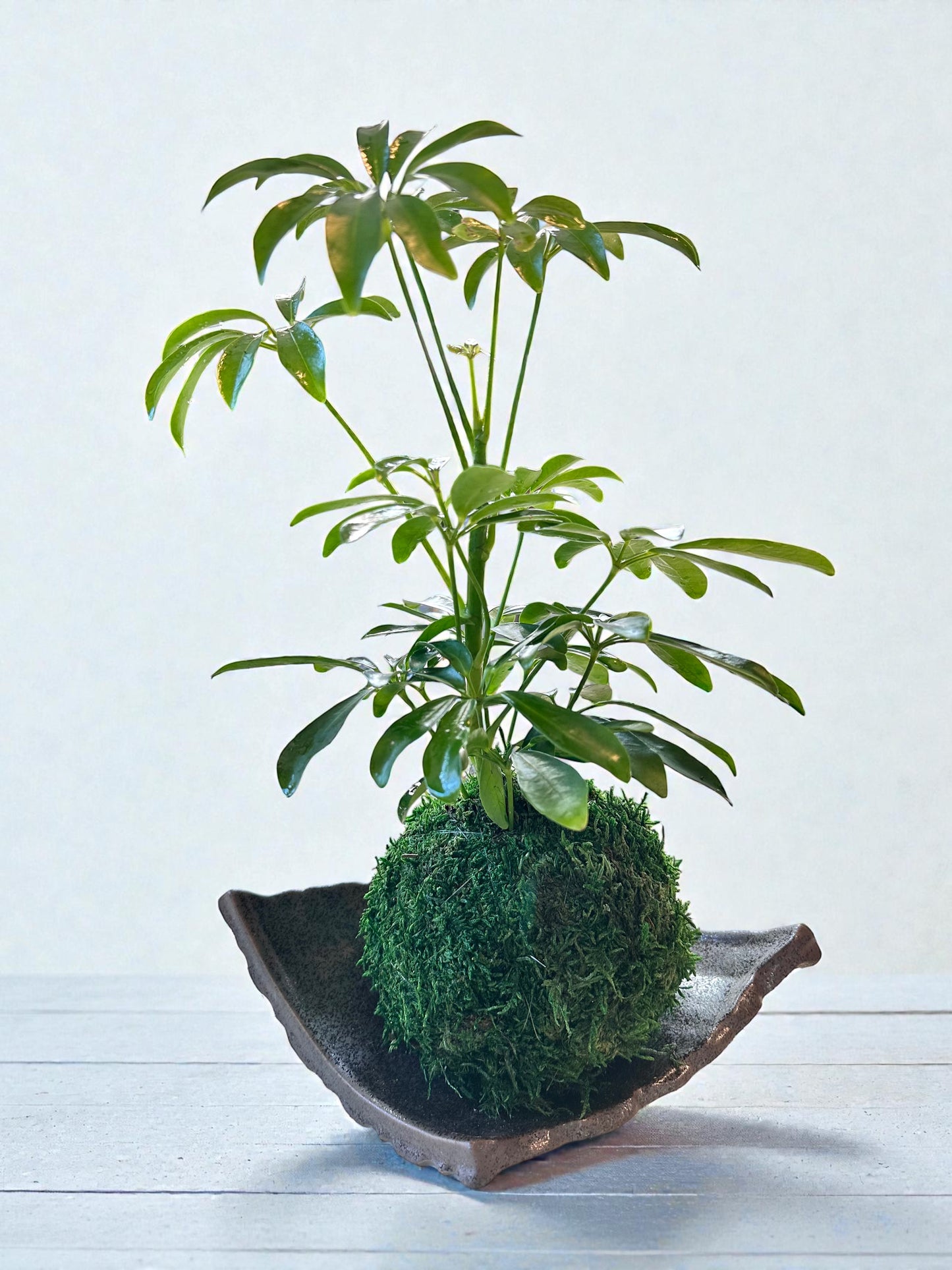 Schefflera Kokedama - Moss ball, Japanese Traditional Garden Technique