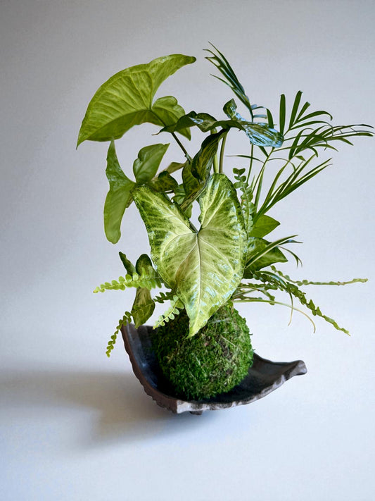 Arranged Kokedama with White-butterfly (Syngonium)  Japanese traditional indoor moss ball garden