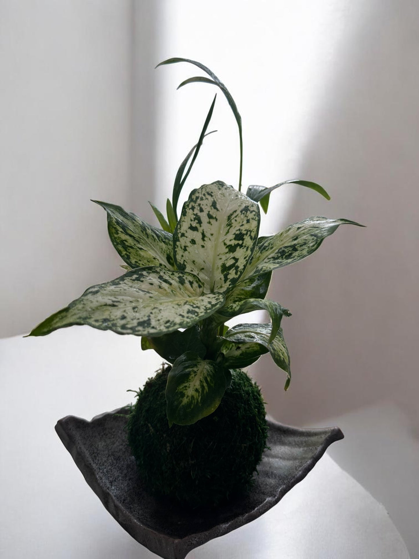 Dieffenbachia Camile arranged kokedama, mossball, Japanese traditional indoor garden technique.