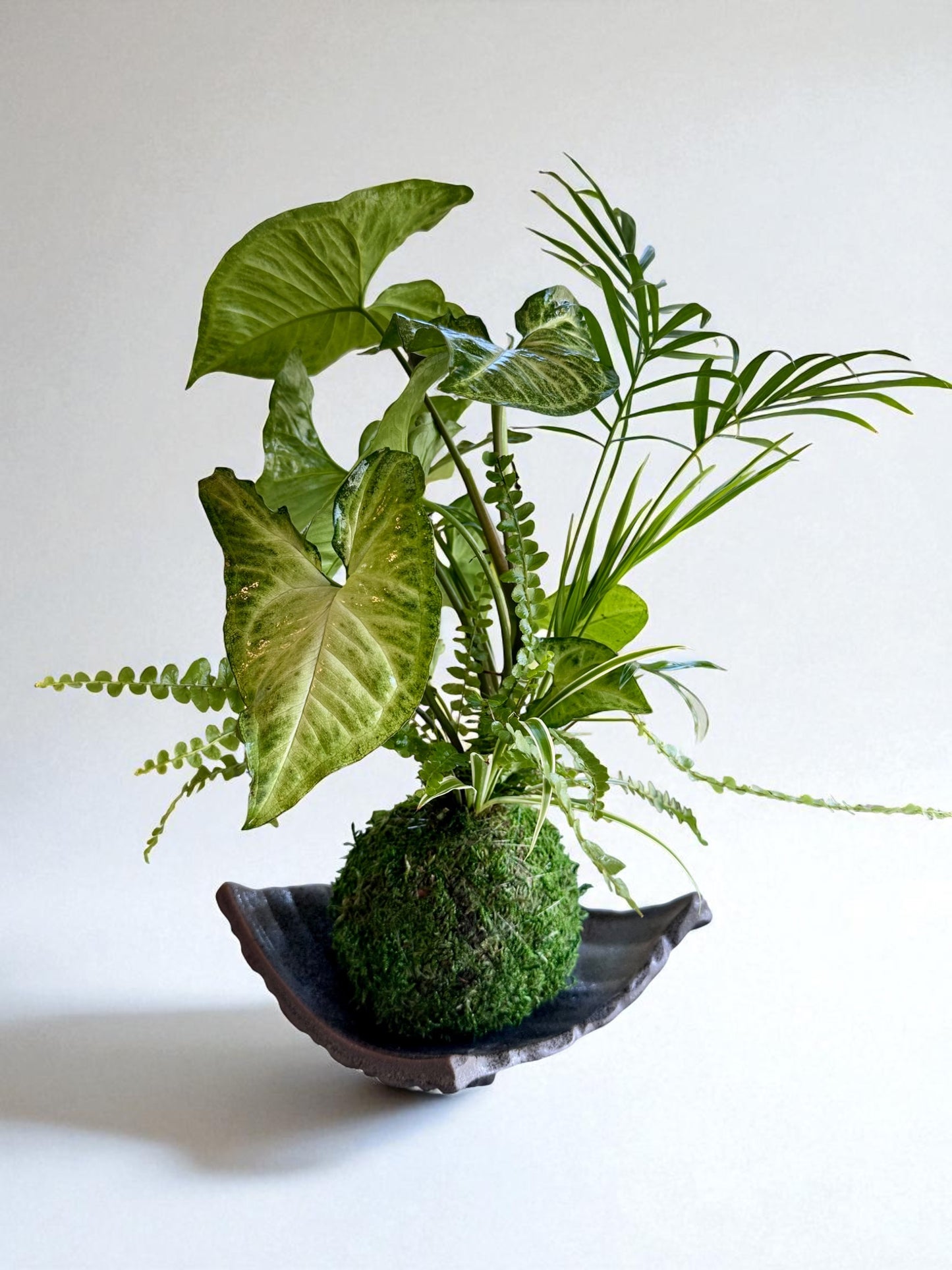 Arranged Kokedama with White-butterfly (Syngonium)  Japanese traditional indoor moss ball garden
