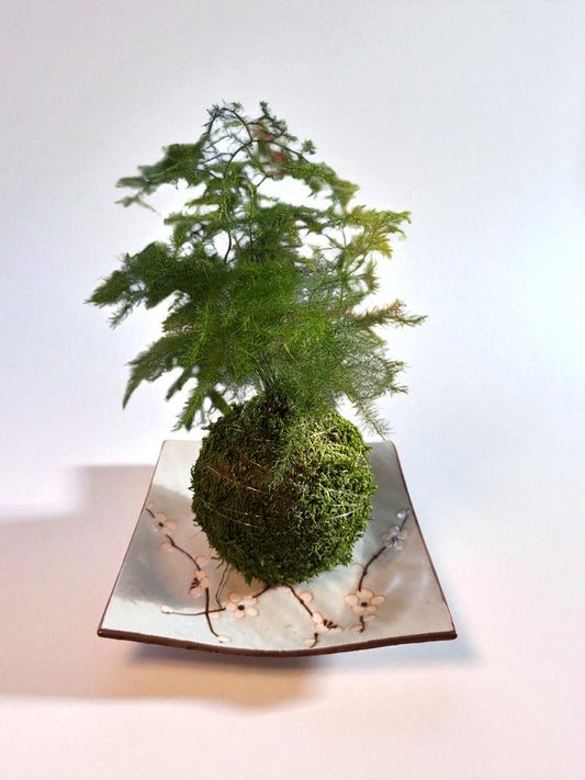 Square Plum Blossom Ceramic Saucer 7" x7" x 1"h