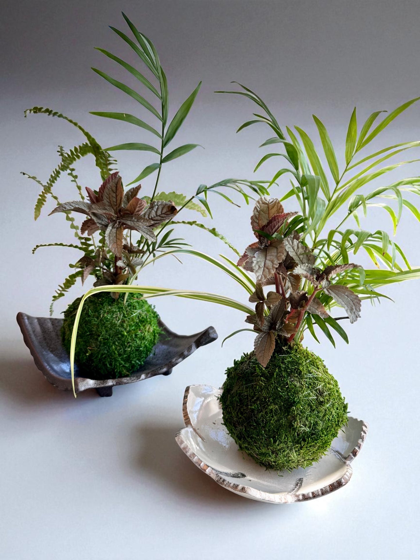 Arranged Kokedama with Silver Cloud Friendship Plant-Pilea pubescens liebmannii. Japanese traditional indoor moss ball garden