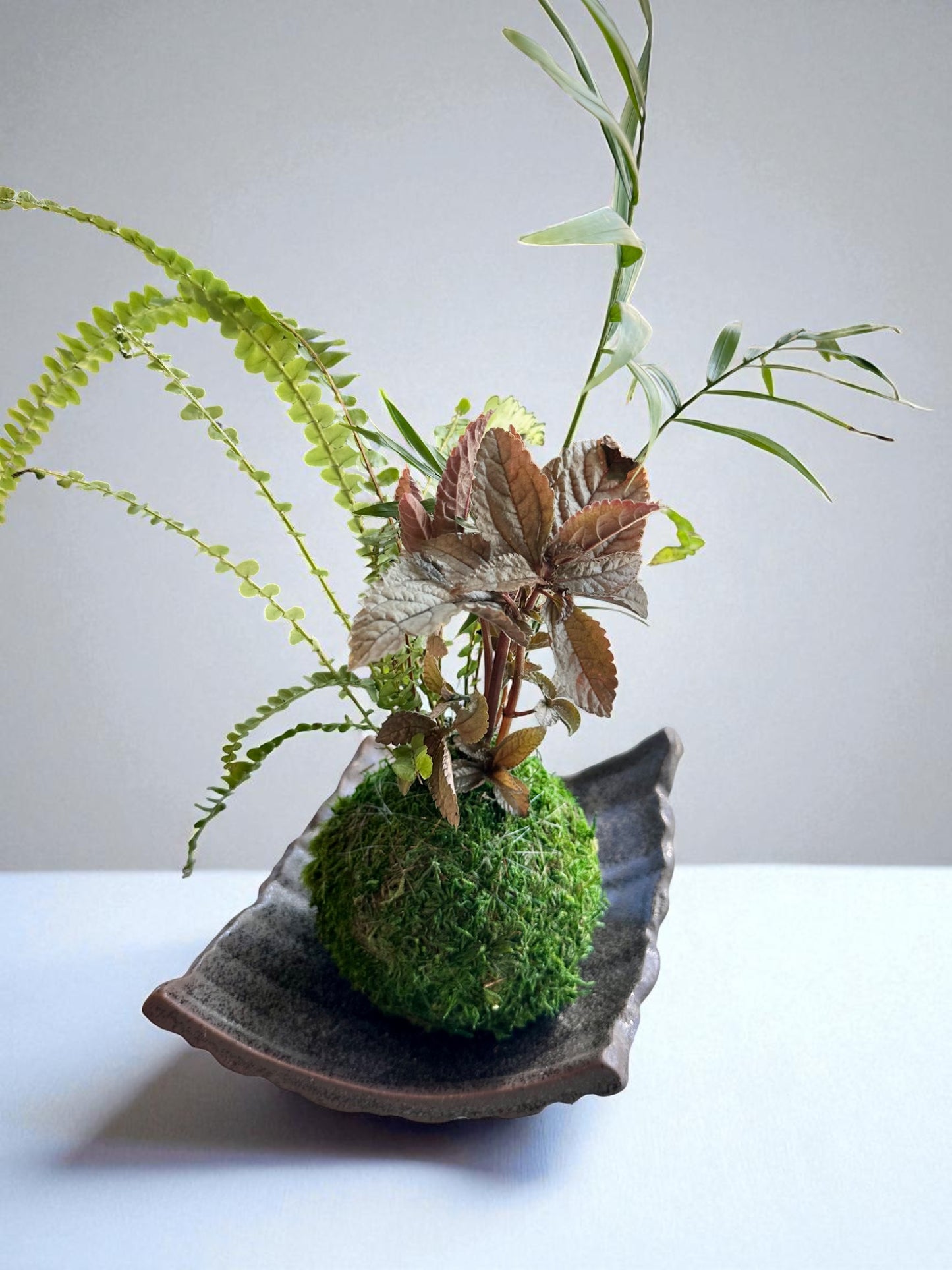 Arranged Kokedama with Silver Cloud Friendship Plant-Pilea pubescens liebmannii. Japanese traditional indoor moss ball garden