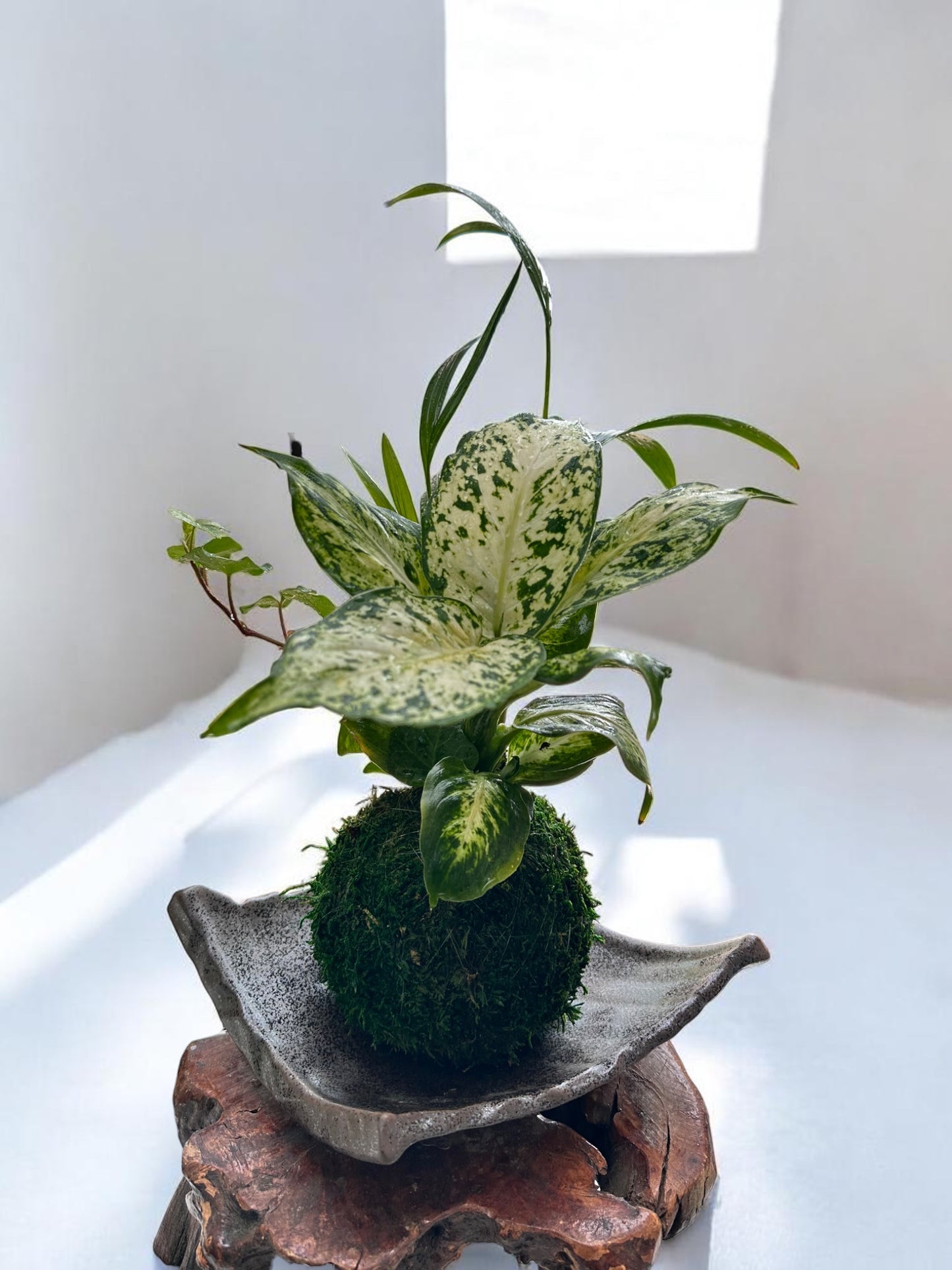 Dieffenbachia Camile arranged kokedama, mossball, Japanese traditional indoor garden technique.