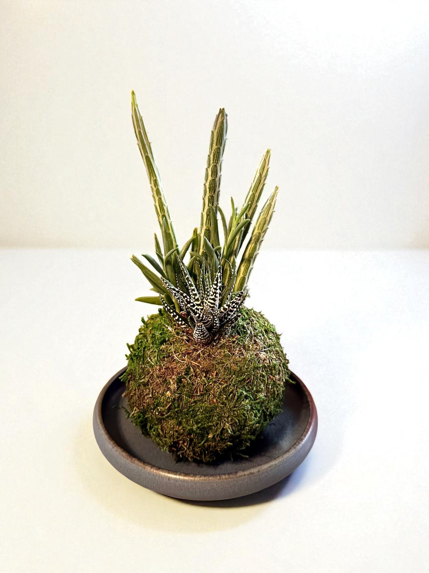 Shallow Ceramic Dish for Kokedama – 6.5"