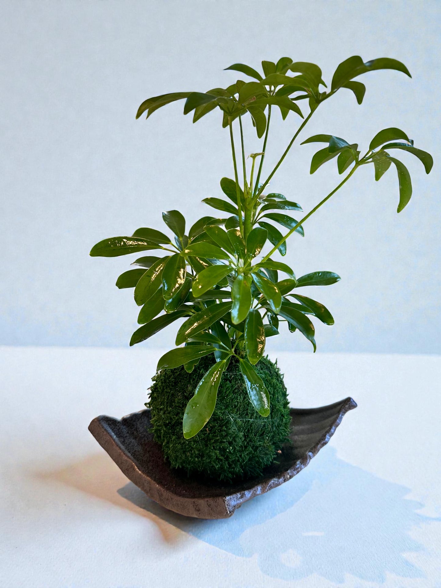 Schefflera Kokedama - Moss ball, Japanese Traditional Garden Technique