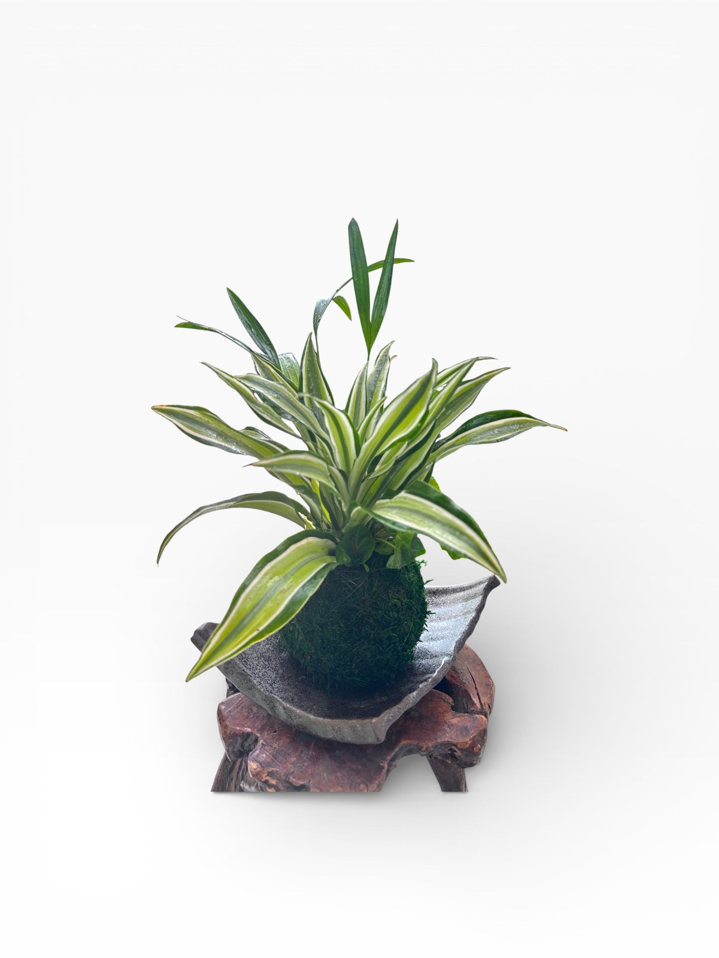 Dracaena deremensis 'Warneckii' arranged Kokedama
