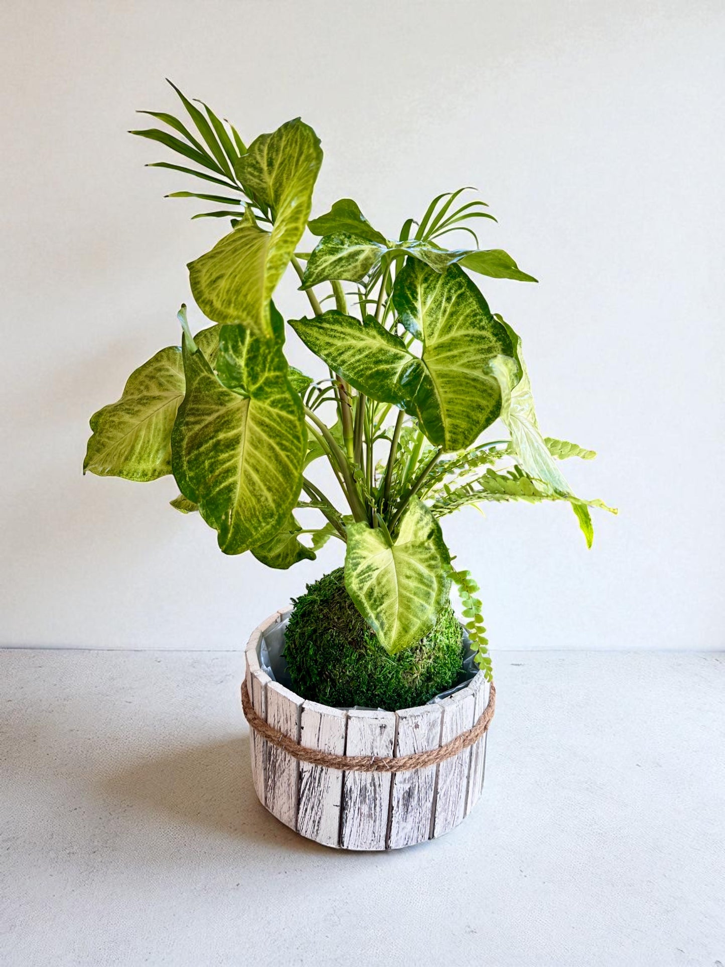 Arranged Kokedama with White-butterfly (Syngonium)  Japanese traditional indoor moss ball garden