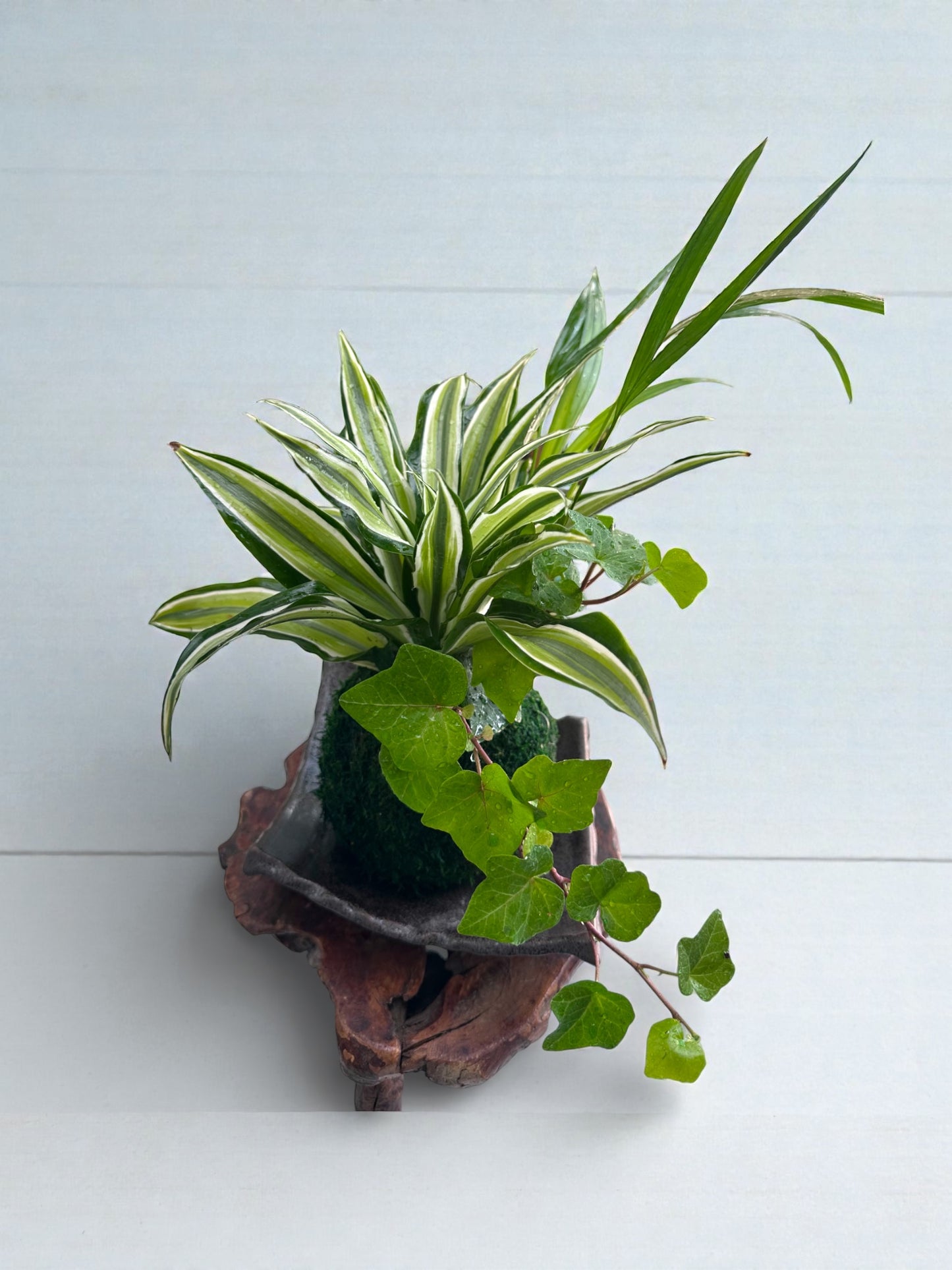 Dracaena deremensis 'Warneckii' arranged Kokedama
