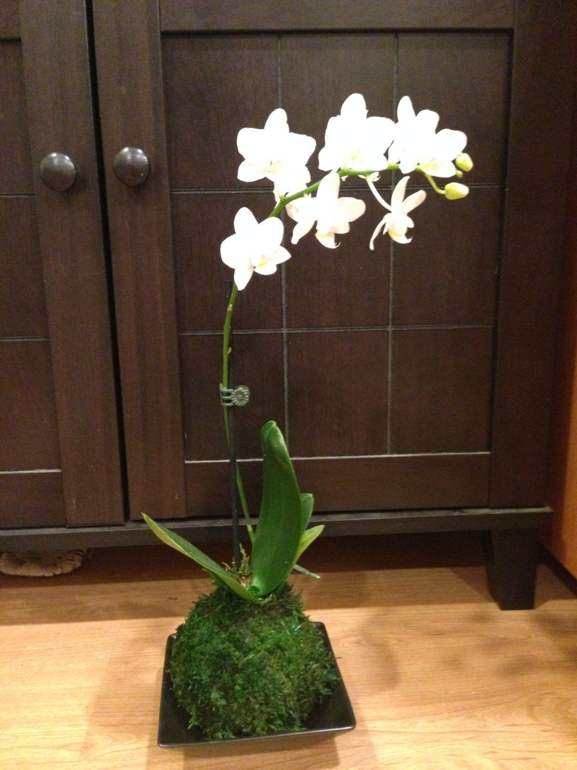 White Orchid Kokedama! Great gift for Mother's day, Birthday, House warming, you name it!