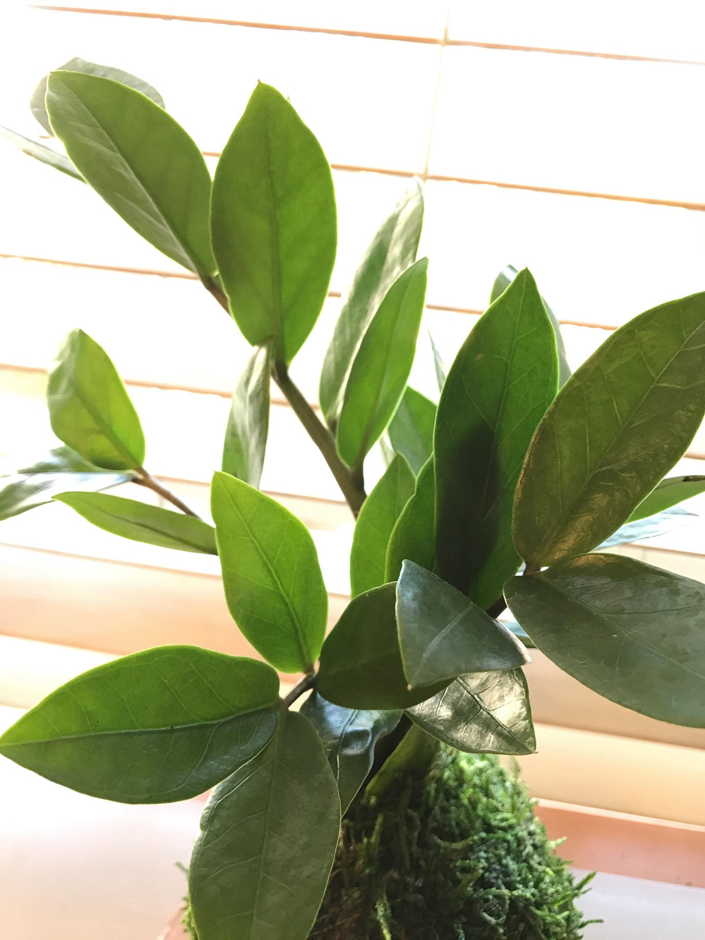 Zee Zee plant Kokedama - Moss ball, easy care, last long, hardy plant with shiny leaf!
