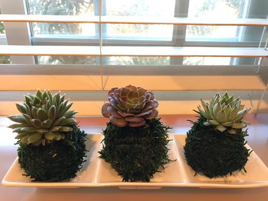 Mini succulents Kokedama - lowest price if you buy three! Available from one kokedama purchase.