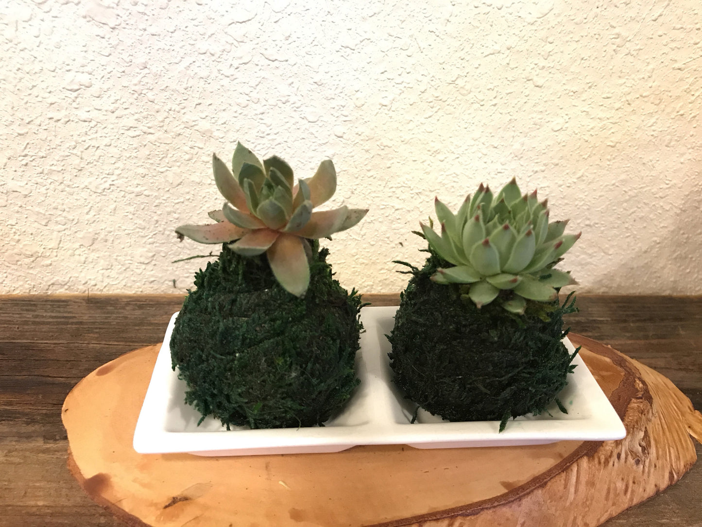 Mini succulents Kokedama - lowest price if you buy three! Available from one kokedama purchase.