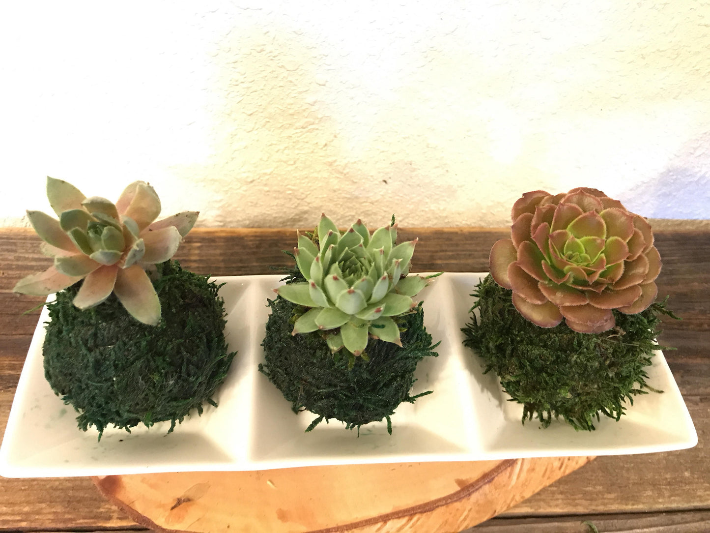 Mini succulents Kokedama - lowest price if you buy three! Available from one kokedama purchase.