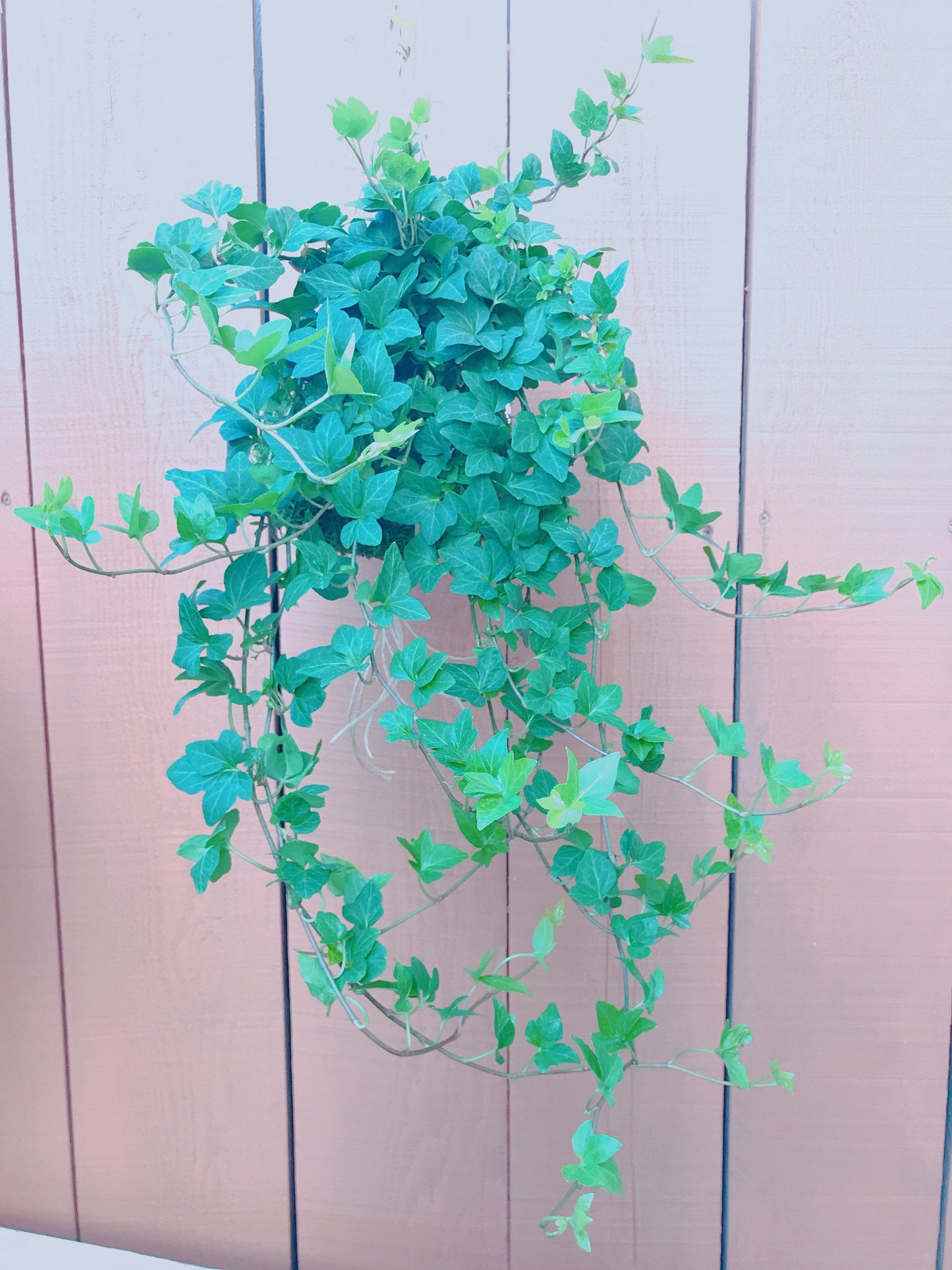 Kokedama-Large Ivy hanging, Forest feeling.