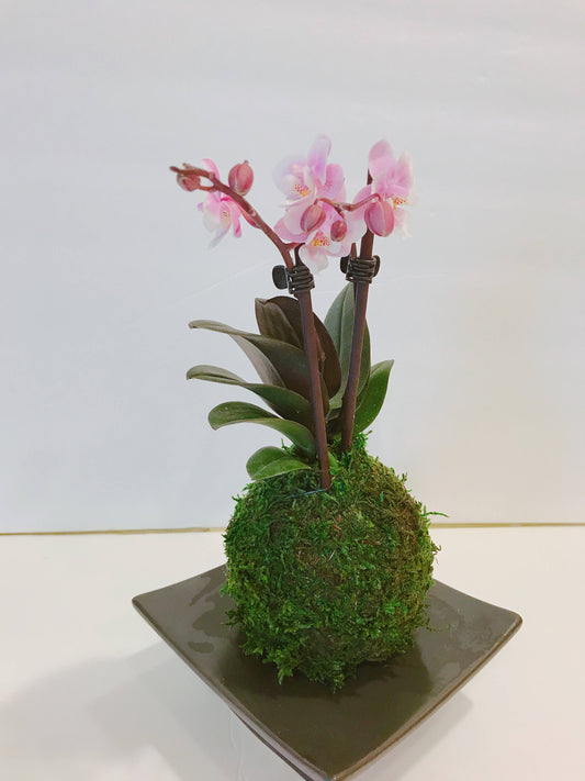 Kokedama - Moss ball with beautiful mini orchid(Pink). Great gift idea for Mother's day!