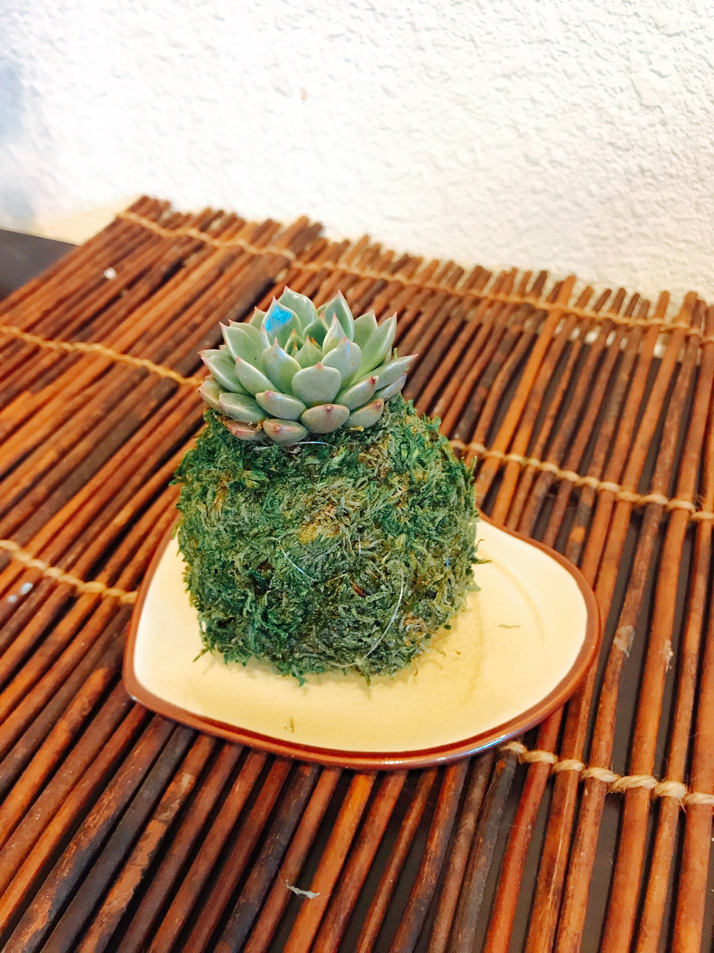 Saucer for Small Kokedama Leafy