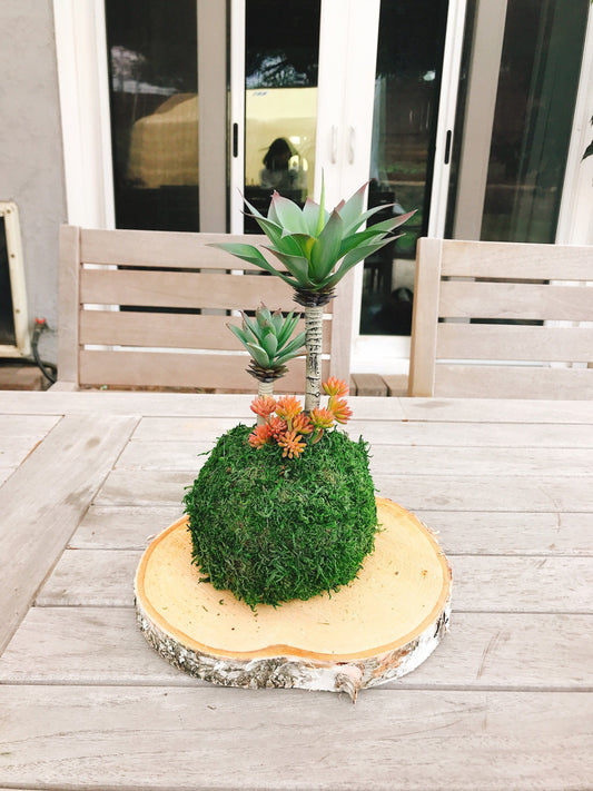 Kokedama - Artificial -care free plant Kokedama Arrangement, succulent arrangement.