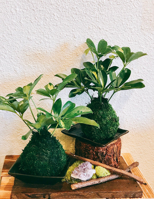 Variegated Schefflera Plant Kokedama - Moss ball, Japanese Traditional Garden Technique