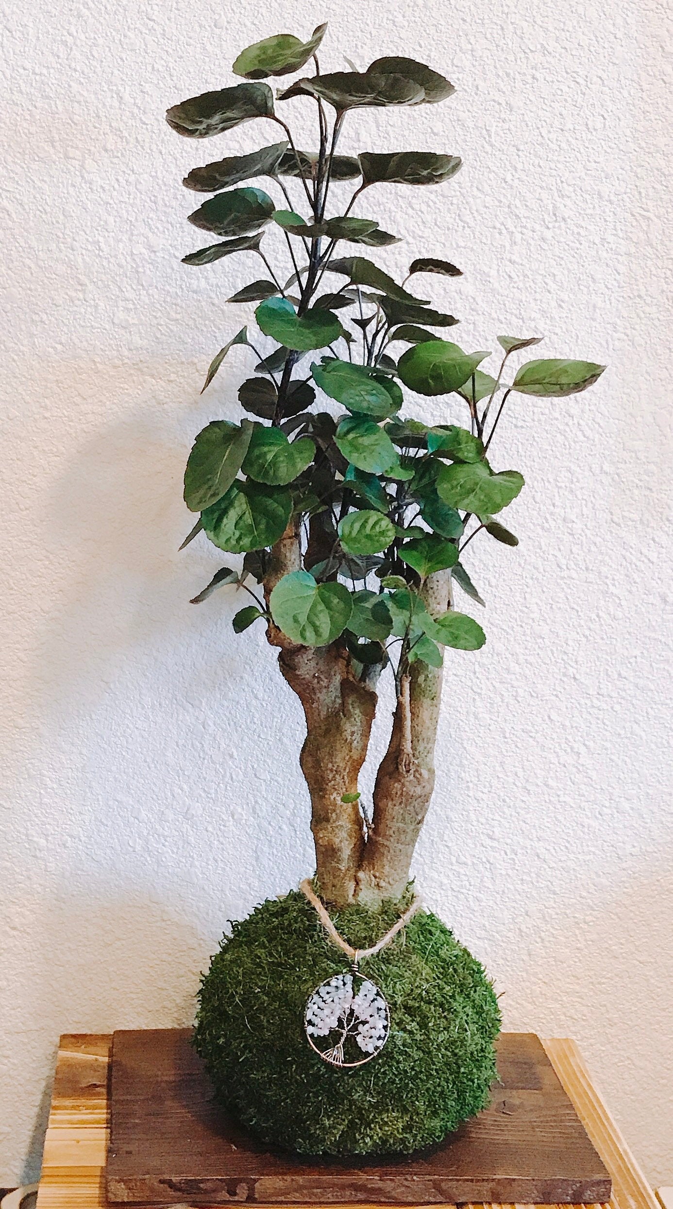 Fabian Aralia (Large) Kokedama - Feel the forest, easy maintenance!