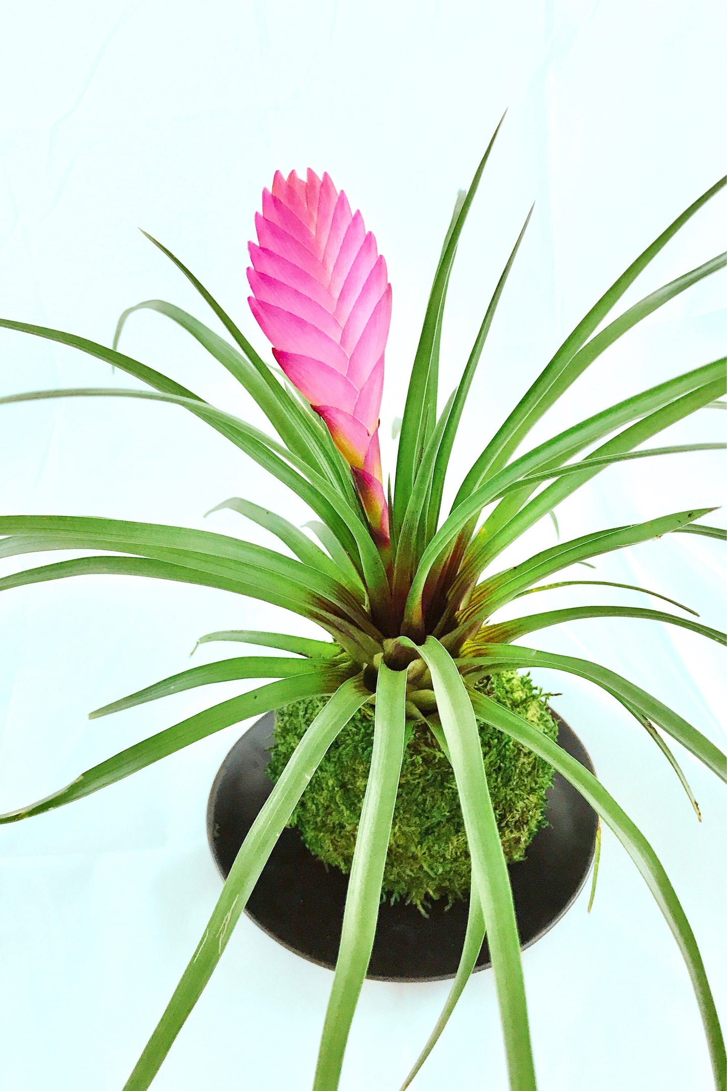 Pink Quill, Tillandsia cyanea Kokedama - Moss ball with stunning Pink Quill plant. Great gift for any occasion!
