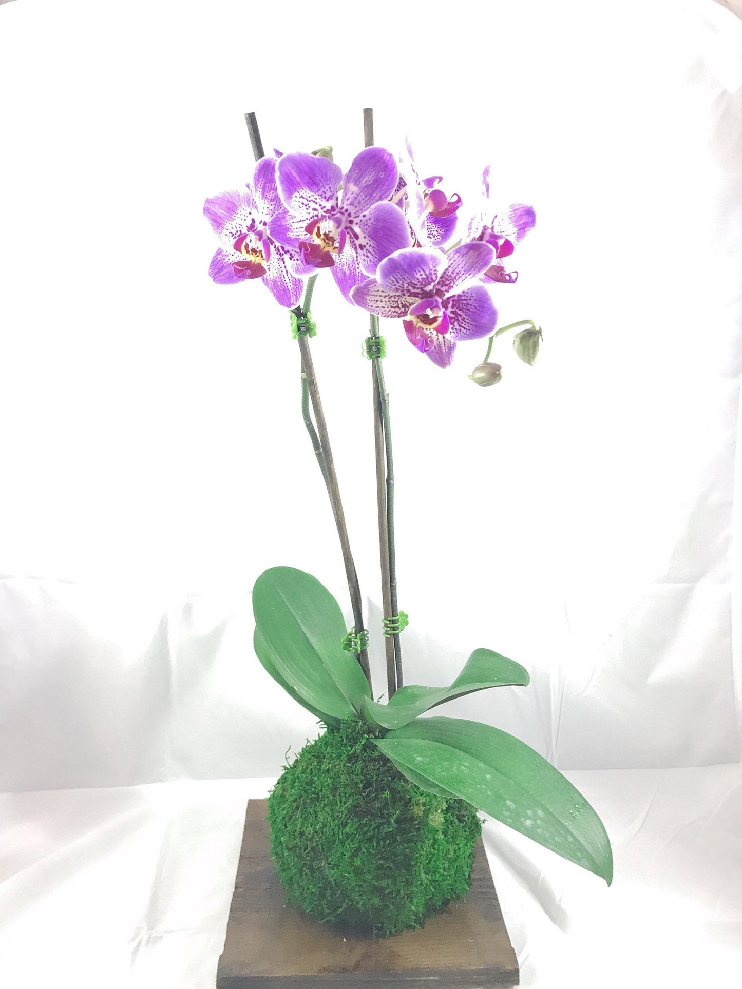 Kokedama - Moss ball, Purple beautiful orchid. Great for Mother's day gift!