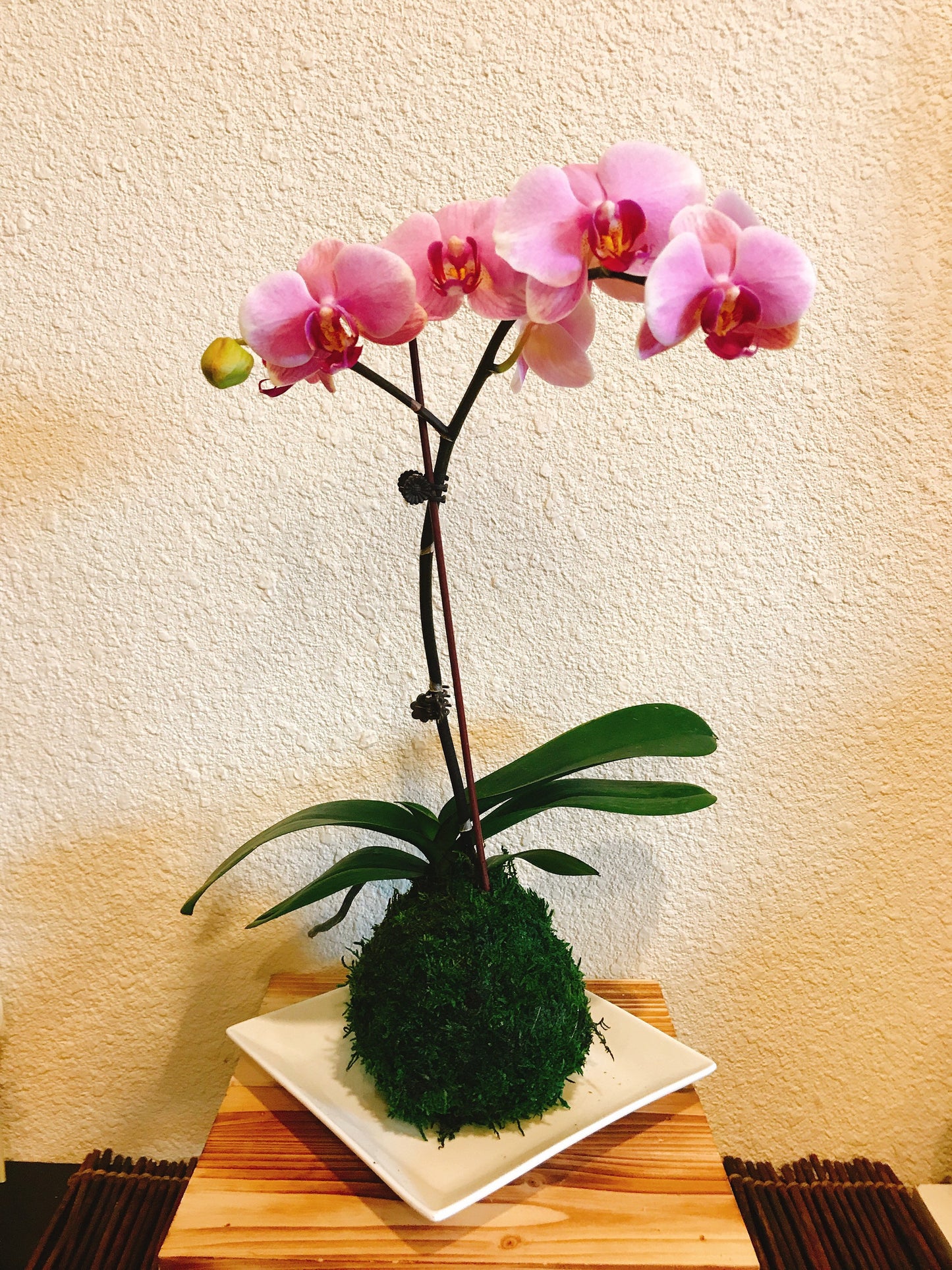 Kokedama - Moss ball with beautiful white-pink orchid