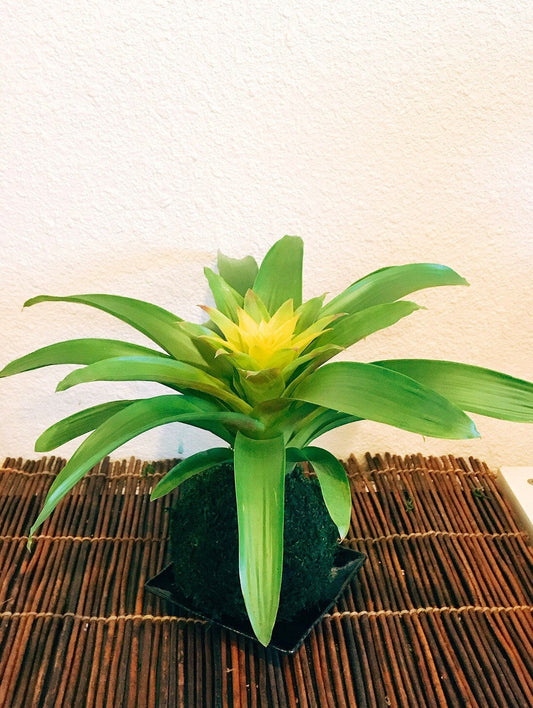 Vivid Yellow color, Bromeliad, Guzmania Kokedama - Moss ball.